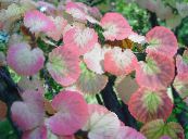 des plantes de jardin Katsura Arbre, Cercidiphyllum photo, les caractéristiques rose