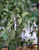 Common alder (Alnus) silvery, characteristics, photo