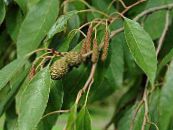 Garden Plants Common alder, Alnus photo, characteristics green