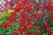 Gartenpflanzen Stechpalme, Schwarzerle, Amerikanische Holly, Ilex foto, Merkmale rot