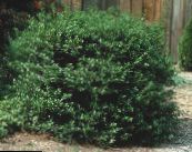 Garden Plants Holly, Black alder, American holly, Ilex photo, characteristics dark green
