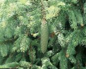 Douglas Fir, Oregon Pine, Red Fir, Yellow Fir, False Spruce (Pseudotsuga) light blue, characteristics, photo
