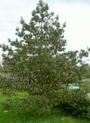 Le piante da giardino Pino, Pinus foto, caratteristiche verde