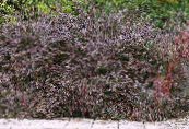 L'épine-Vinette, L'épine-Vinette Japanese (Berberis thunbergii) vineux, les caractéristiques, photo