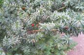 Garden Plants English yew, Canadian Yew, Ground Hemlock, Taxus photo, characteristics silvery