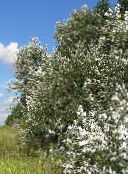 Cottonwood, Poplar (Populus) silvery, characteristics, photo