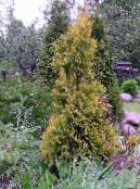 Le piante da giardino Tuia, Thuja foto, caratteristiche giallo