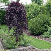 Garden Plants Birch, Betula photo, characteristics burgundy
