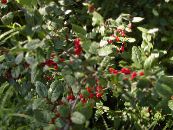 des plantes de jardin Argent Shépherdie, , Soapberry Foamberry, Soopalollie, Shepherdie Canadien, Shepherdia photo, les caractéristiques vert