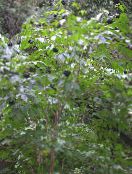 Garden Plants Siberian Ginseng, Ci wu jia, Eleutherococcus photo, characteristics green