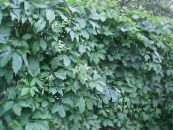 Le piante da giardino Boston Edera, Vite Americana, Woodbine, Parthenocissus foto, caratteristiche verde