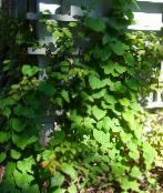 des plantes de jardin La Pipe De Hollandais (De Aristoloche À Feuilles Larges), Aristolochia macrophylla photo, les caractéristiques vert