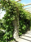 Le piante da giardino Uva Amur, Vitis amurensis foto, caratteristiche verde