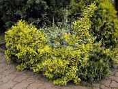 Gartenpflanzen Euonymus foto, Merkmale gelb