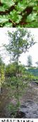 Gartenpflanzen Rotbuche, Fagus sylvatica foto, Merkmale grün