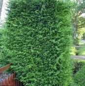 Leyland cypress (Cupressocyparis) light green, characteristics, photo