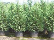 Gartenpflanzen Leyland-Zypresse, Cupressocyparis foto, Merkmale hellblau