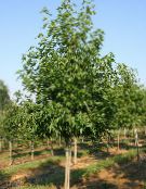Gartenpflanzen Amberbaum, Red Gum, Flüssigen Bernstein, Liquidambar foto, Merkmale grün