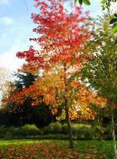 Gartenpflanzen Amberbaum, Red Gum, Flüssigen Bernstein, Liquidambar foto, Merkmale grün