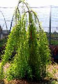 Gartenpflanzen Sumpfzypresse, Taxodium distichum foto, Merkmale hell-grün