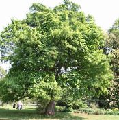 Garden Plants Oak, Quercus photo, characteristics green