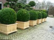 Gartenpflanzen Buchsbaum, Buxus foto, Merkmale dunkel-grün