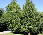des plantes de jardin Maidenhair Tree, Ginkgo biloba photo, les caractéristiques vert