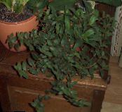 des plantes en pot Cyanotis photo, les caractéristiques vert