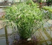 Umbrella Plant (Cyperus)  light green, characteristics, photo