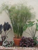des plantes en pot Usine De Parapluie, Cyperus photo, les caractéristiques clair-vert