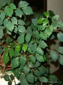 Sobne Rastline Ivy Grape, Hrast Leaf Ivy, Cissus fotografija, značilnosti temno-zelena