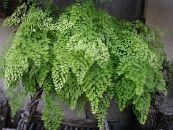 Topfpflanzen Maidenhair Fern, Adiantum foto, Merkmale hell-grün