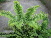 Maidenhair Fern (Adiantum) Herbaceous Plant green, characteristics, photo