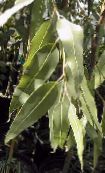 Topfpflanzen Gummibaum bäume, Eucalyptus foto, Merkmale grün