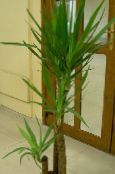 Indoor plants Yucca, Adams Needle tree photo, characteristics green