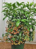 Indoor plants Coral Berry, Hen's Eyes tree, Ardisia photo, characteristics green