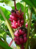 Topfpflanzen Blühenden Bananen bäume, Musa coccinea foto, Merkmale grün