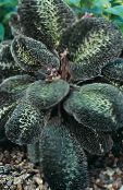  Bertolonia, Jewel Plant photo, characteristics motley