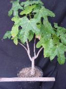 Indoor plants Brachychiton tree photo, characteristics green