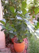 Indoor plants Balsam Apple tree, Clusia photo, characteristics green