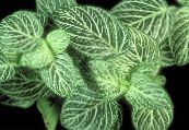 Topfpflanzen Fittonia, Nervenwerk foto, Merkmale gesprenkelt
