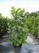Topfpflanzen Sea Grape bäume, Coccoloba foto, Merkmale grün