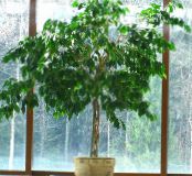 Indoor plants Pisonia tree photo, characteristics green