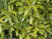 Indoor plants Japanese Laurel, Pittosporum tobira shrub photo, characteristics light green