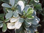 Topfpflanzen Japanese Lorbeer, Pittosporum Tobira sträucher foto, Merkmale gesprenkelt