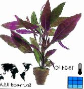 Alternanthera  Shrub purple, characteristics, photo