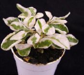 Indoor plants Alternanthera shrub photo, characteristics motley
