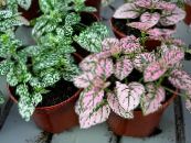des plantes en pot Polka Dot Usine, Hypoestes phyllostachya photo, les caractéristiques bigarré