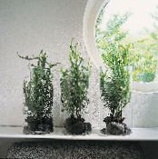 des plantes en pot Plante Centopede, Ruban Brousse des arbustes, Homalocladium platycladum photo, les caractéristiques vert