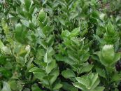 des plantes en pot Fragon des arbustes, Ruscus photo, les caractéristiques vert